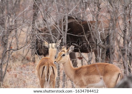 wild impalas in South Africa 
