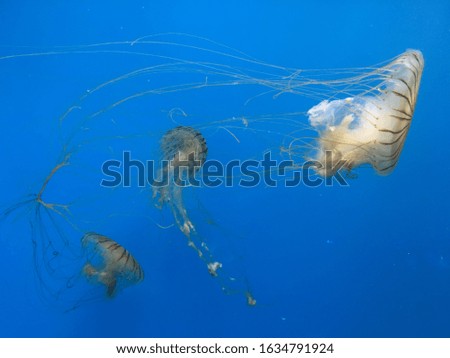 Vibrant jellyfish in National Aquarium 
