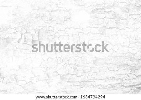 White Tree Bark Texture Background, Suitable for Presentation and Backdrop.