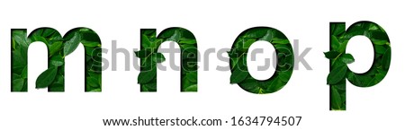 Font leafs m,n,o,p made of Real alive leafs with Precious paper cut shape. Leafs font collection set.