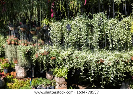 Market for sale plant in pots, stock photo