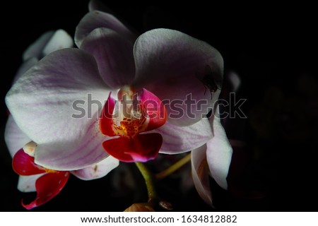 phalaenopsis orchids flowers bloom blossom home gardening isolated in black high resolution detail macro close up photography