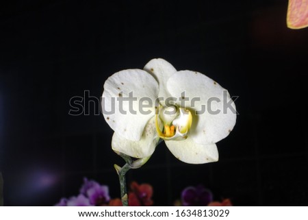 phalaenopsis orchids flowers bloom blossom home gardening isolated in black high resolution detail macro close up photography