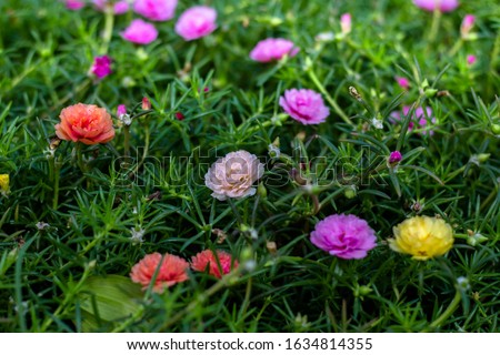 Soft focus of colorful flower bouquet with many different flowers,pink flowers on green leaves background,Flower colorful out door.