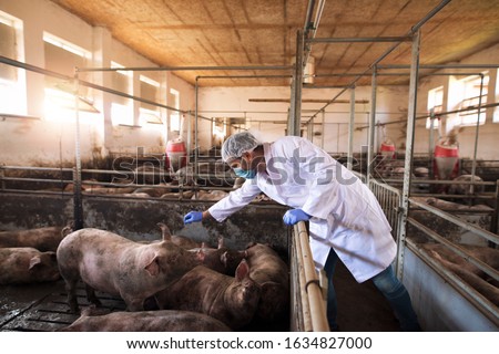 Portrait of veterinarian in white protective suit with hairnet and mask standing in pig pen touching domestic animals at pig farm. Royalty-Free Stock Photo #1634827000