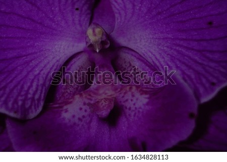 top best free macro close up photography phalaenopsis orchid flowers home gardening isolated in black high resolution detail wallpaper