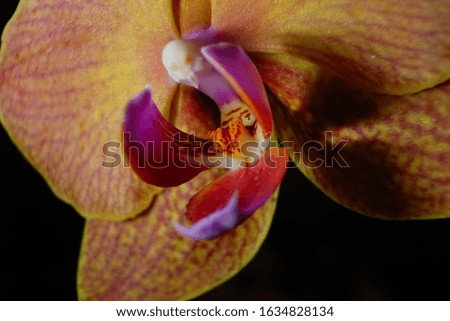 top best free macro close up photography phalaenopsis orchid flowers home gardening isolated in black high resolution detail wallpaper