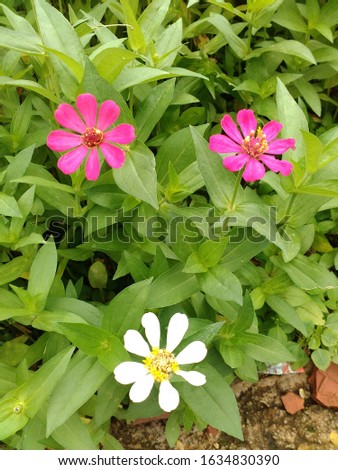 Beautiful of zinnia flowers first bloom, growing wild in the courtyard.