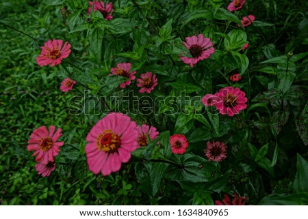 top best white pink red cosmos aster flowers for home gardening easy to growth up blooming blossom high resolution detail photography