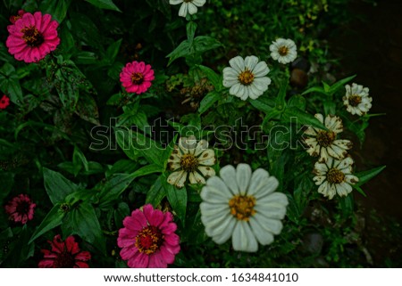 top best white pink red cosmos aster flowers for home gardening easy to growth up blooming blossom high resolution detail photography