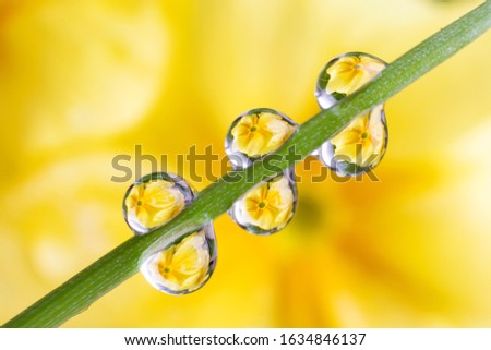 Water drops on a green leaf of a plant. The droplets reflect the yellow flower, which is in the background. The flower is blurred, and water drops with reflection are in focus.
