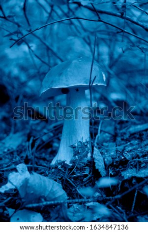 Beautiful picture of a mushroom in the forest in the trendy classic blue color of the year.