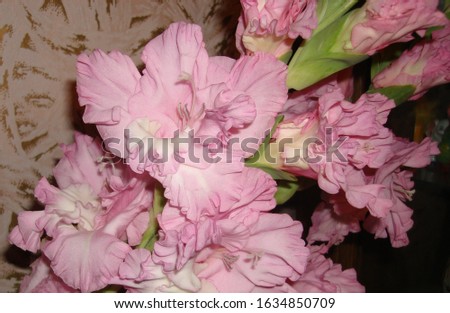 Pink gladiolus flowers closeup. Corrugated petals.