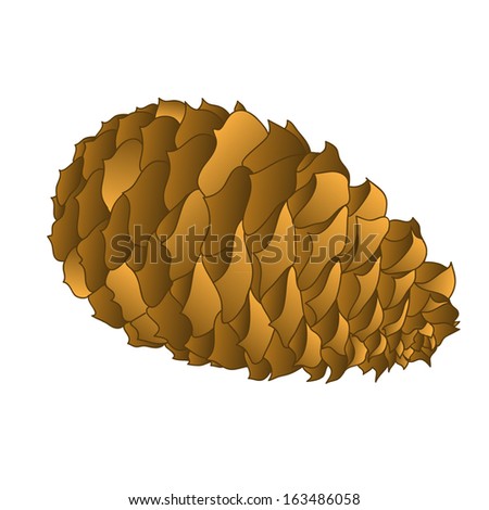 Fir-cone isolated on white background
