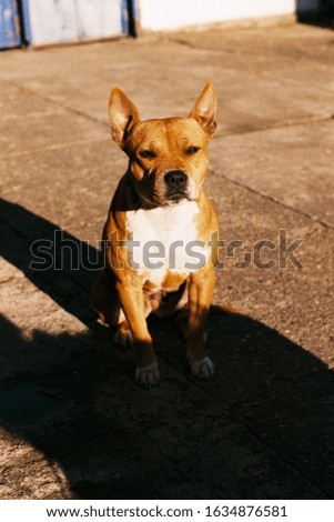 American staffordshire terrier puppy posing for picture