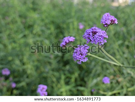 Verbena Bonariensis (Purpletop Vervain, Clustertop Vervain) is a Purple flowers look like bulbs ,The meaning of this flower is the happiness of everyone in the family or Please pray for me.