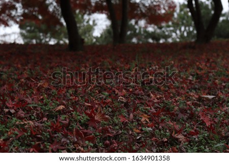 
Red maple leaves fallen in late autumn