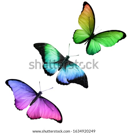 three tropical butterflies with colorful wings isolated on a white background