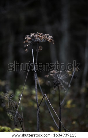 Dry umbrella plant in the forest, black background, selective focus, copy space 