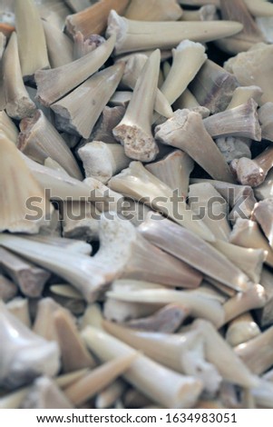shark teeth fossil collection as dangerous background