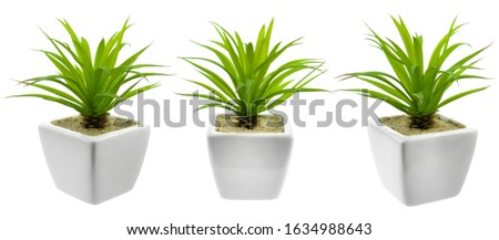 Green flowers in white pots with an  white background. Isolated
