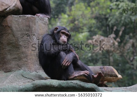 The chimpanzee (Pan troglodytes), also known as the common chimpanzee, robust chimpanzee, or simply "chimp", is a species of great ape native to the forests and savannahs of tropical Africa.  Royalty-Free Stock Photo #1635010372