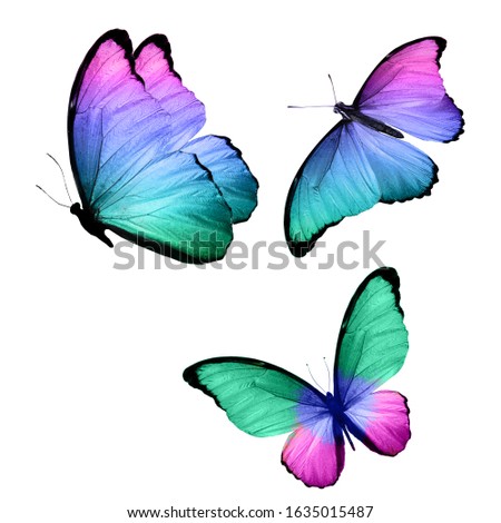 three tropical butterflies with colorful wings isolated on a white background