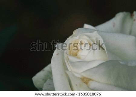 Beautiful bushes of white roses in the spring garden, rose garden.