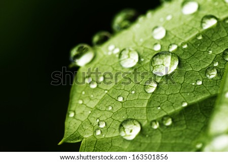 green leaf and water drops detail
