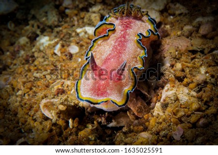Nudibranch​ middle red also called as glossodoris cincta