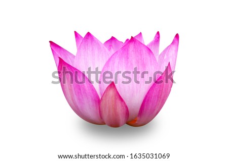 Lotus flower with clipping path and shadow on white background.
