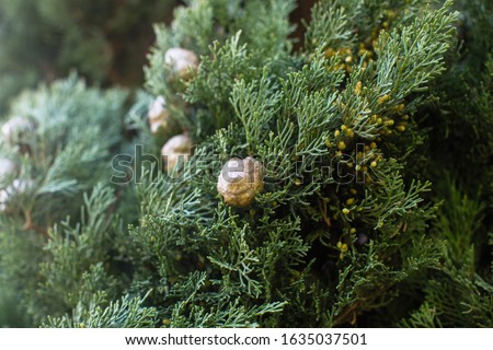 Italian Cypress (Cupressus sempervirens), texture closeup background. Royalty-Free Stock Photo #1635037501