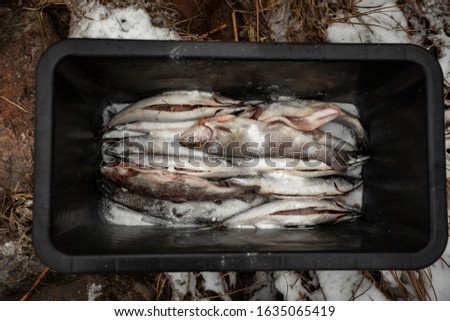 salting fish for smoking. Raw cleaned fish ready for cooking