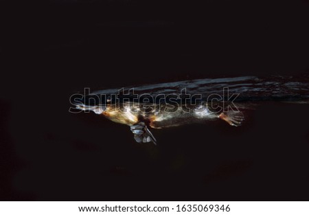 PLATYPUS ornithorhynchus anatinus, ADULT SWIMMING IN RIVER BY NIGHT, AUSTRALIA  