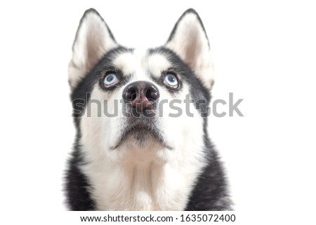 Cute husky dog wait dof food over white background. Dog is waiting dog treats 