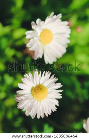White daisies. Daisies on a green background. Daisy flowers.