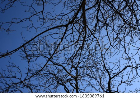 Bare branch tree silhouette against a bright blue sky 