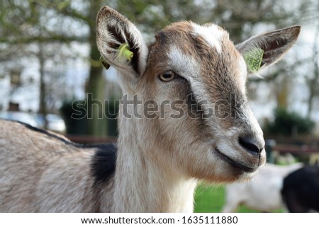 Light brown white and black goat head close up picture
