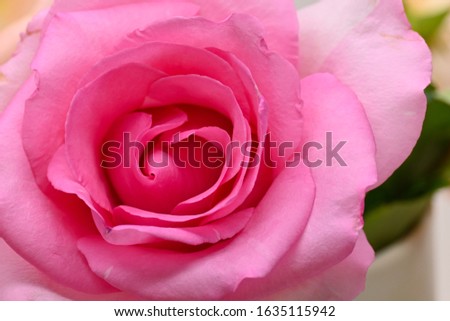 pink rose flower with beautiful heart shape petal, image used for romantic wedding of love background