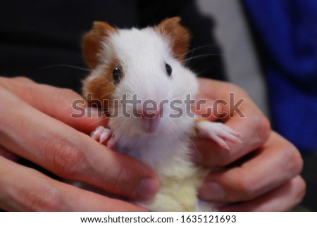 Picture of cute guinea pig kid