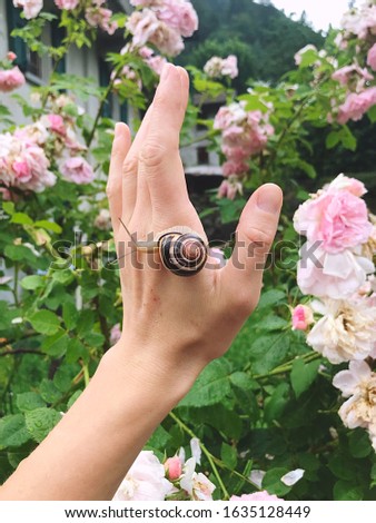Female hand with a snail against roses