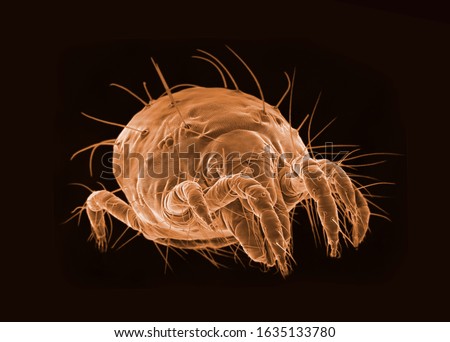 SEM micrography of a microscopic tick on black background Royalty-Free Stock Photo #1635133780