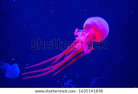 
graceful jellyfish mesmerizes with beauty