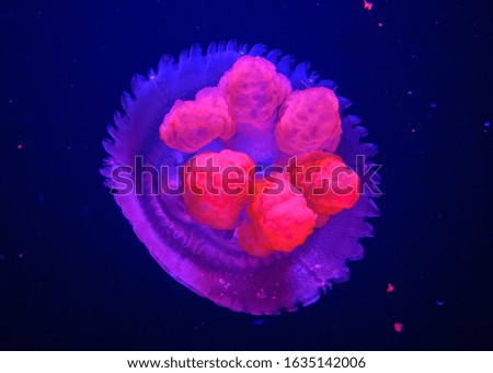 
graceful jellyfish mesmerizes with beauty
