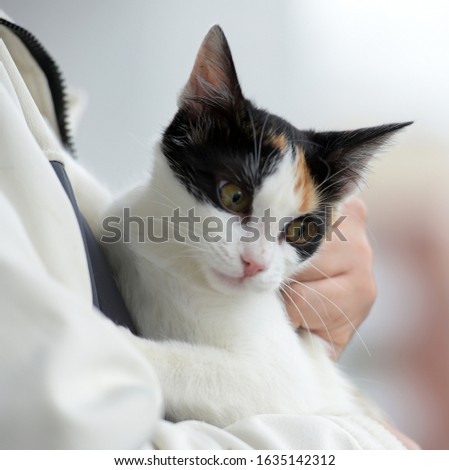 tricolor cat in the arms portrait, care