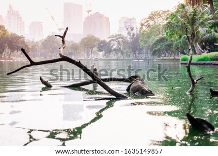 A picture of a bringer on a wooden tree in a pond and a view of a city building.