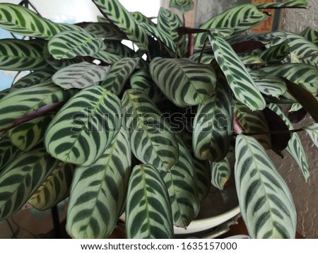 Variegated houseplant with tiger stripes
