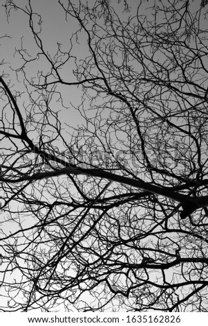 Bare tree branch silhouetted against a clear sky