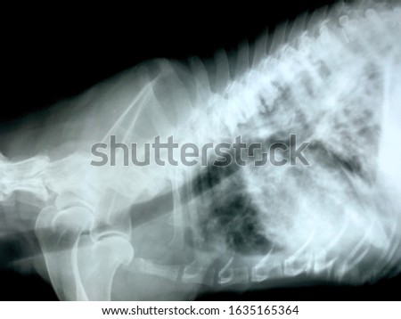 showing of x-ray film of dog with lung problem.