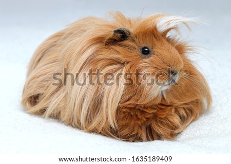 Long hair guinea pig on white background, Ginger peruvian cavy breed Royalty-Free Stock Photo #1635189409